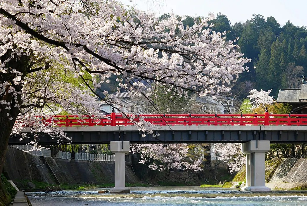 飛騨高山で桜めぐり！赤い中橋、古い町並など桜の名所を楽しむ日帰り旅